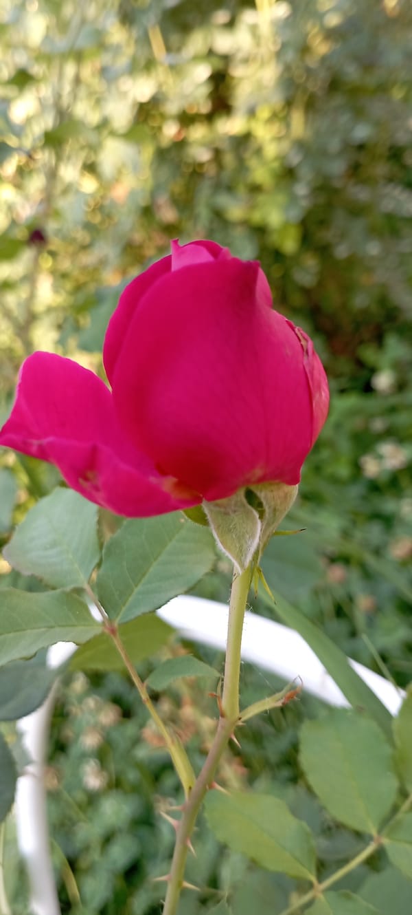 Roses, butterflies, and bees in a Ukrainian garden