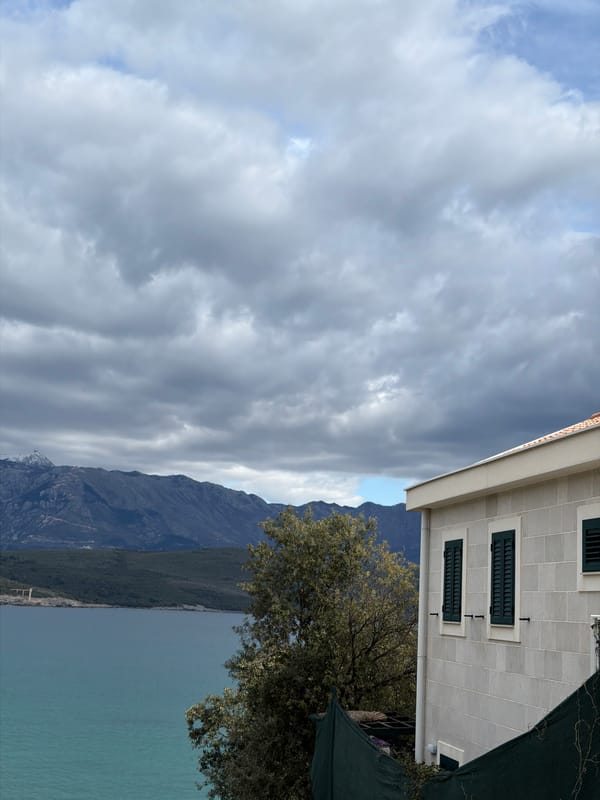 Chihuahua spotted at car windows overlooking Bay of Kotor