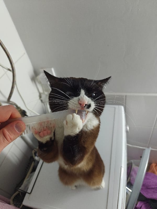 Cat plays with comb atop washing machine in Russia