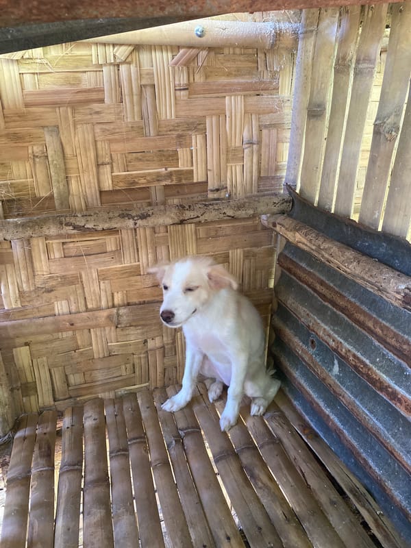 Morning life in bamboo home with puppy, cooking, electrical work