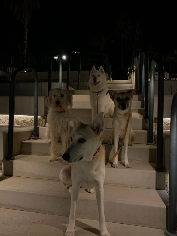 Evening stroll captures dogs, architecture, streetlights in Tel Aviv