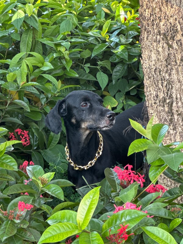Dachshund in a gold chain enjoys a Nha Trang garden morning