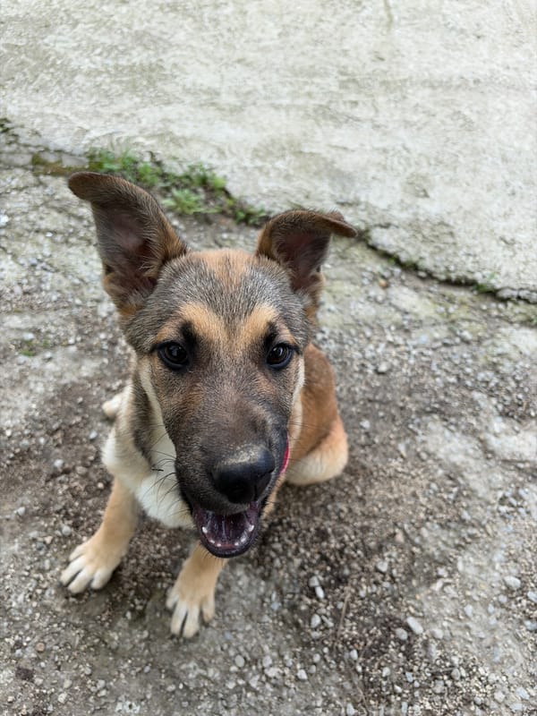 Mixed-breed dog spotted on rural paths in Gabrovo, Bulgaria