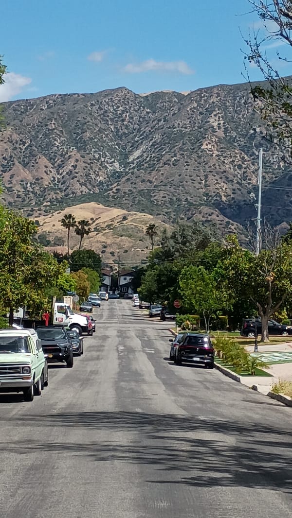 Peacock spotted roaming Hollywood Hills residential neighborhood
