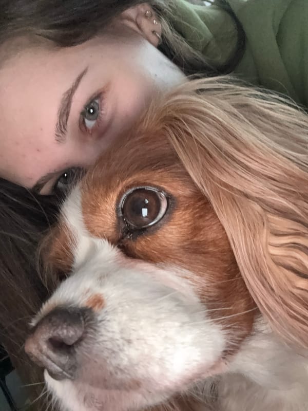 Morning playtime with Cavalier King Charles Spaniel in Sofia