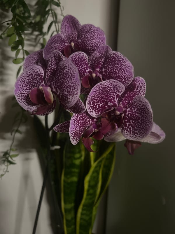 Orchids, a Barcelona magnet, and a few random snapshots