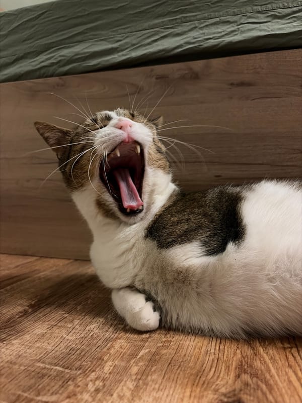 Tabby cat lounging and yawning on a wooden floor