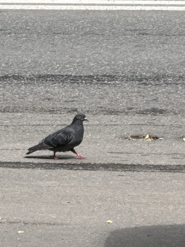 Pigeon observed on marked concrete surface in Moscow