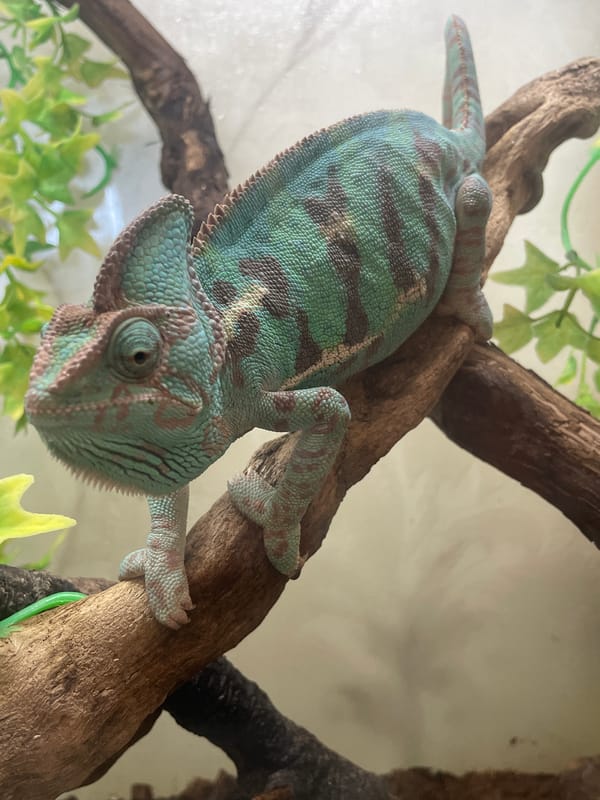 Chameleon sighting and café breakfast in Sochi