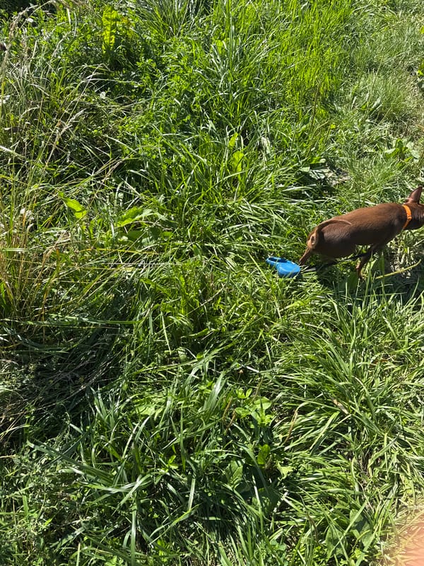 Brown dog investigates a blue object in Kraków grass