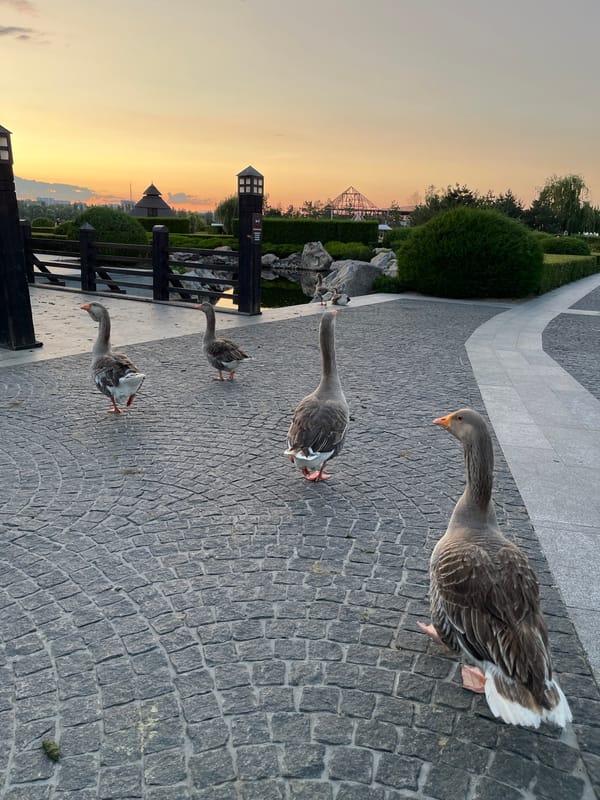 Swans and geese at a Dnipro park pond, sunset.