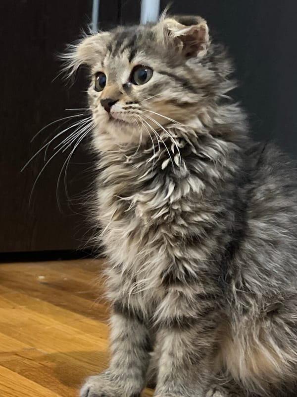 Cats and kittens at home in Smolenskaya, Russia