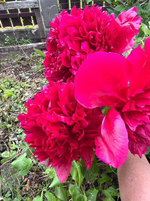Morning Garden Life: Dogs Play Among Blooming Flowers in Latvia