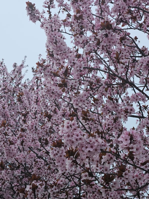 Spring cherry blossoms bloom along Plovdiv pathways