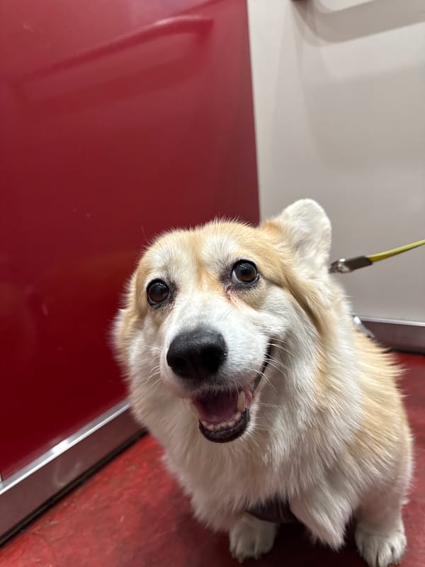 Person with Corgi spotted in Krasnoyarsk elevator