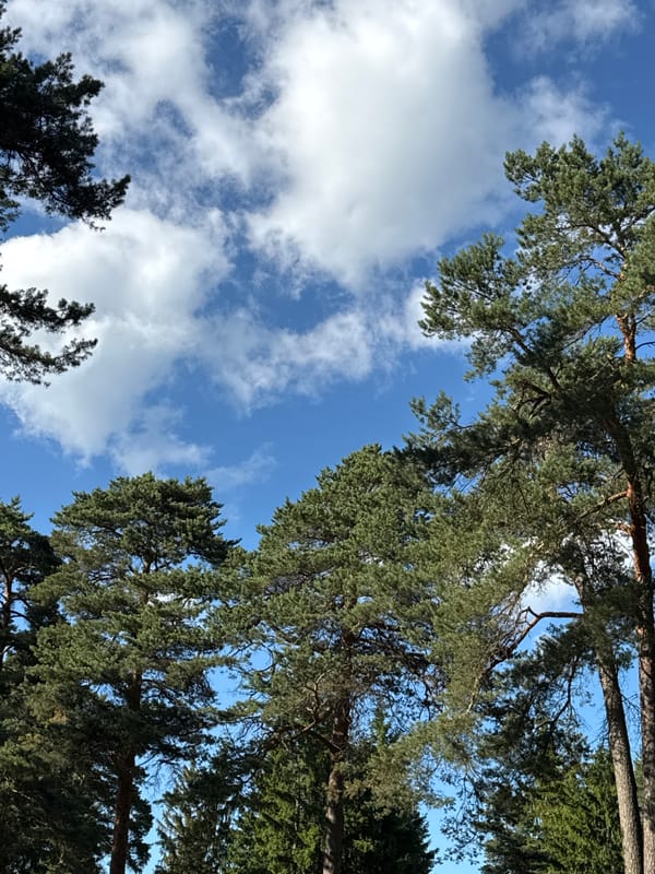 Looking up through pine canopy in a Belarusian forest