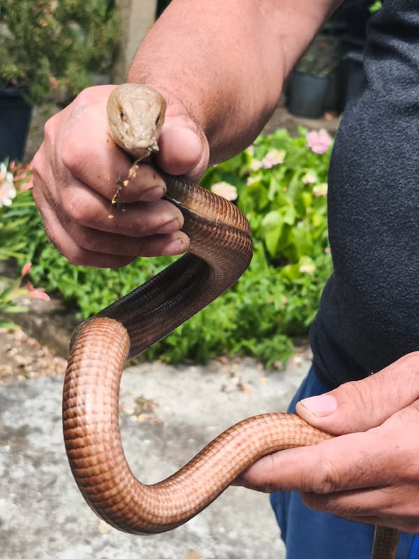 Garden wildlife and flora documentation in Marinka, Bulgaria