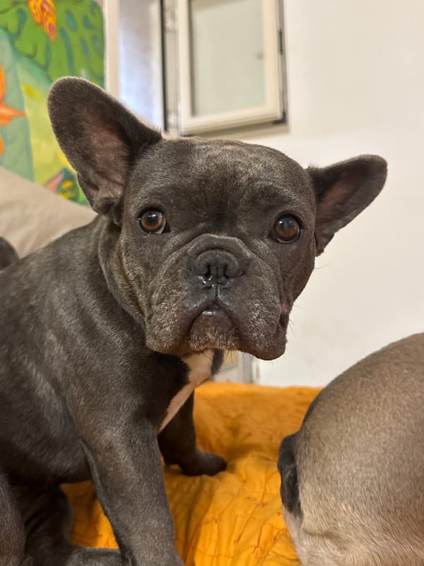 French Bulldog crew lounging around a home in coastal Italy