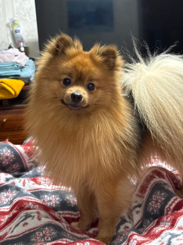 Khimki resident documents pets and daily life at home