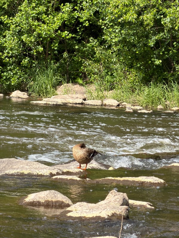 Family enjoys riverside outing with corgi and duck in Meisenheim