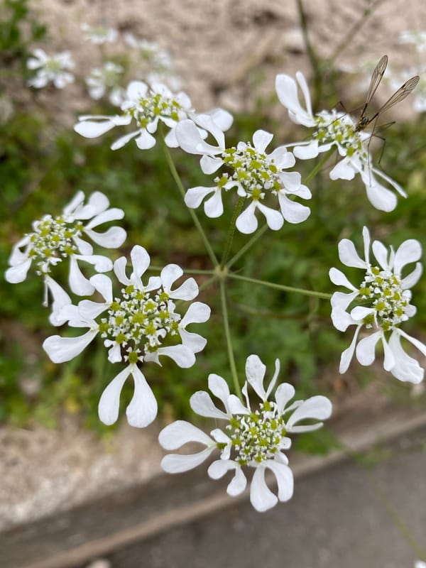 Morning botanical photography session captures Budva's spring flora