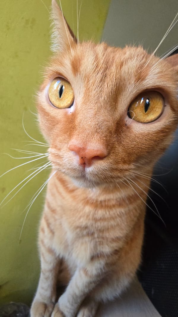 Cats being cats: a series of close-up portraits