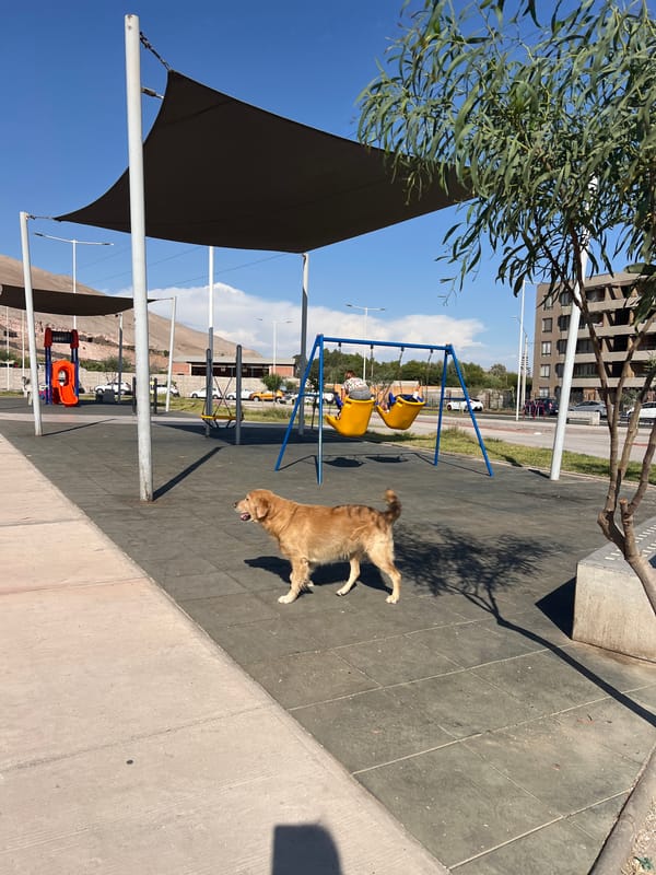 Golden retriever plays at Arica playground