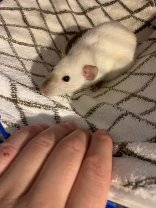 Afternoon at home with pet rats and a tabby cat