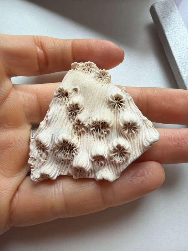 Person examines coral, beads, succulent in Saint Petersburg morning