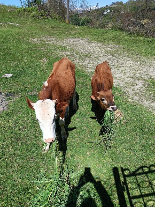 Young calves graze in sunny Abkhazia field