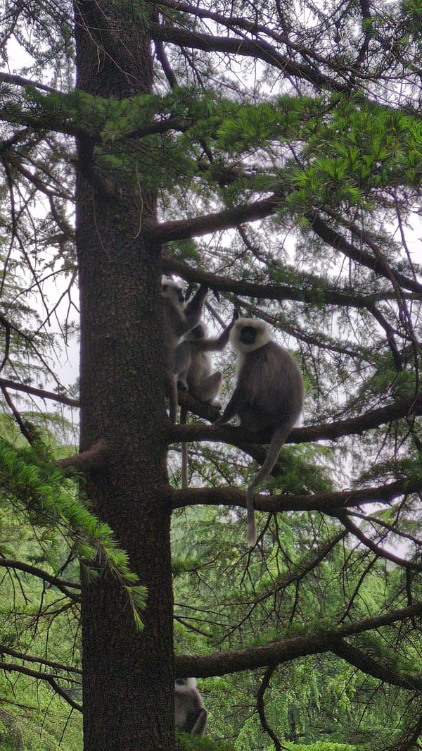 Gray Langurs spotted in forest canopy near Naddi, India