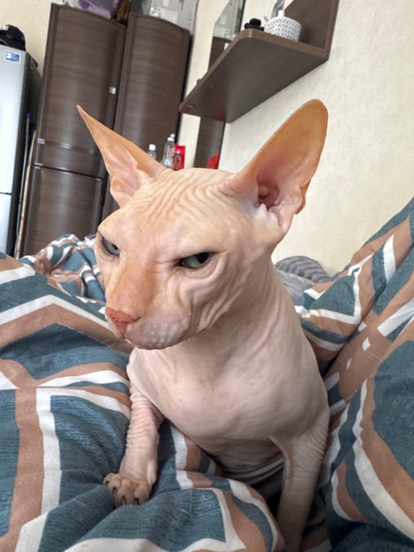 Hairless Pink Cat Spotted Resting on Blanket in Russia
