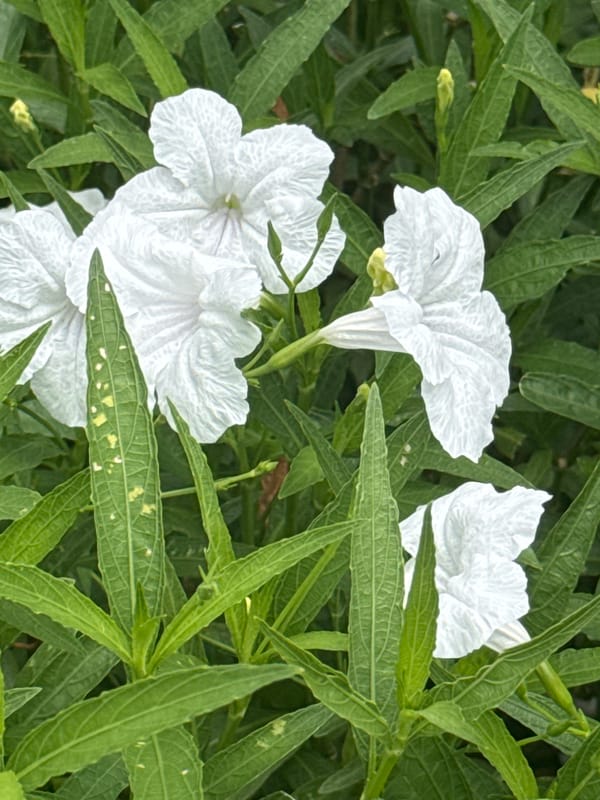 Morning close-ups of flowering plants in Bangkok, with a car ride