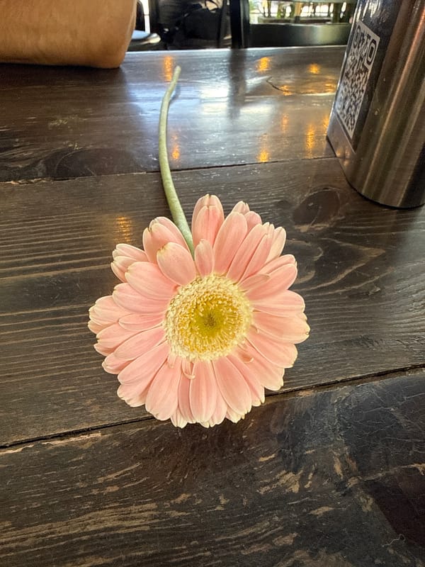 Pink gerbera daisy observed on wooden table in Mexico