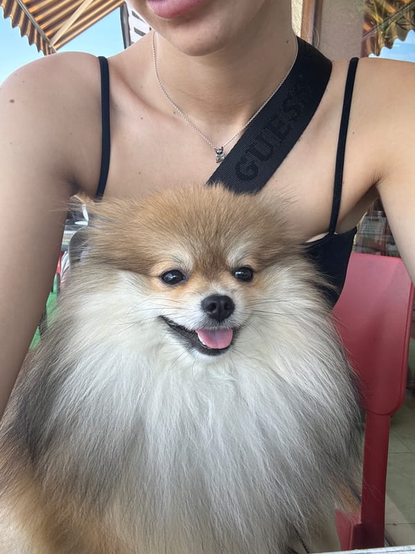 Pomeranian cuddle moment in Nesebar, Bulgaria