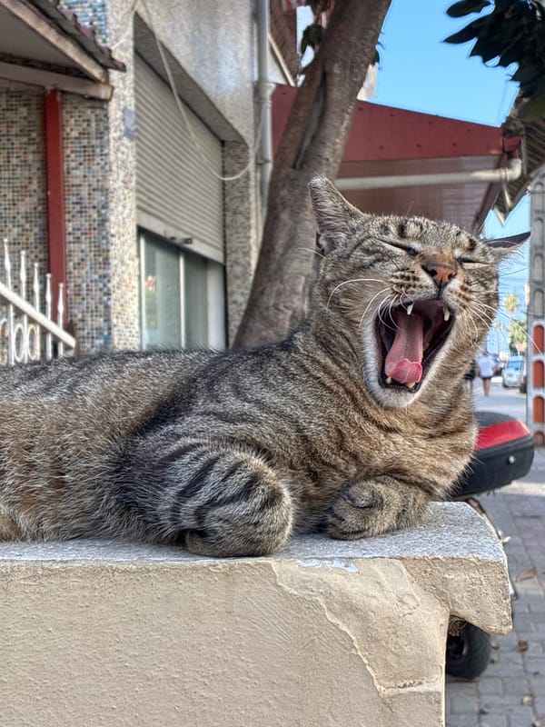 Cats and cabanas on a summer morning in Alanya
