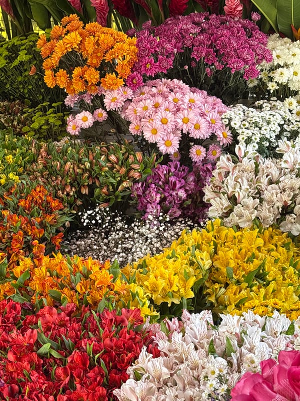 Vibrant flower displays spotted in Barranco, Peru