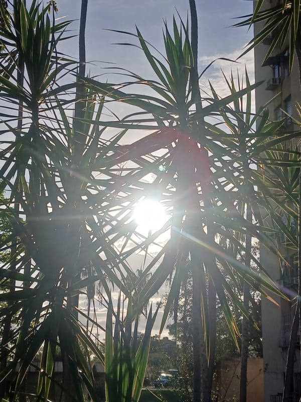 Evening observations document flora and street life in Ciudad Guayana
