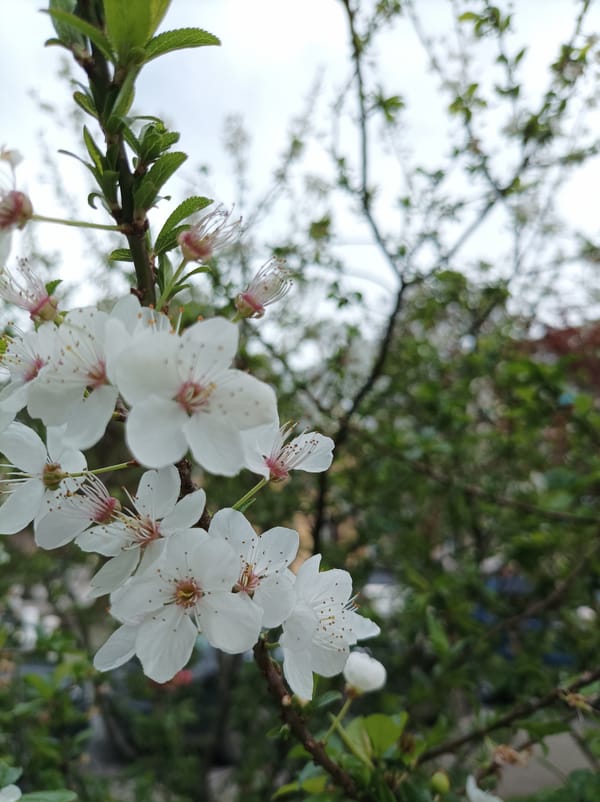 Spring blooms and ivy-covered buildings observed in Batumi