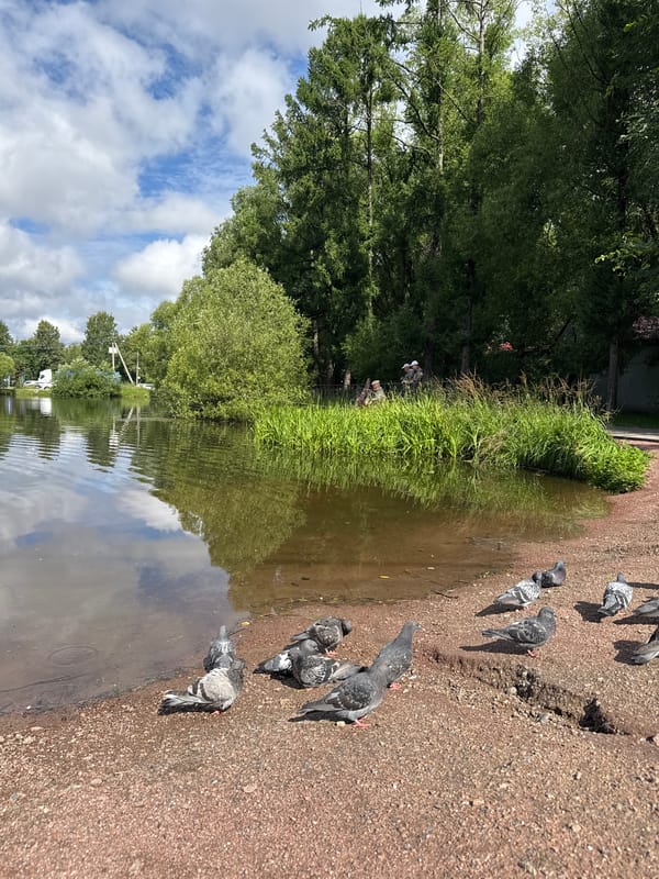 Feeding birds by a park pond in Saint Petersburg