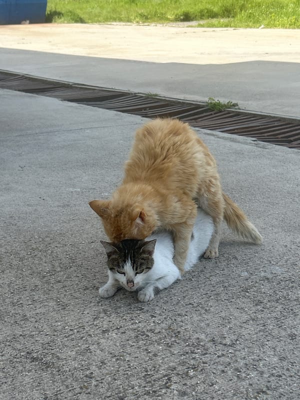 Two cats spotted resting together on concrete surface