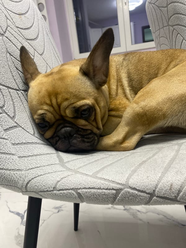 French bulldog rests on chair in Sofia home