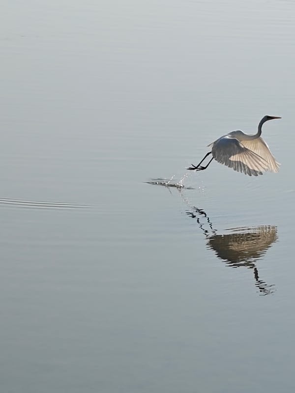 White egrets observed near Islamic Center Lhokseumawe waters