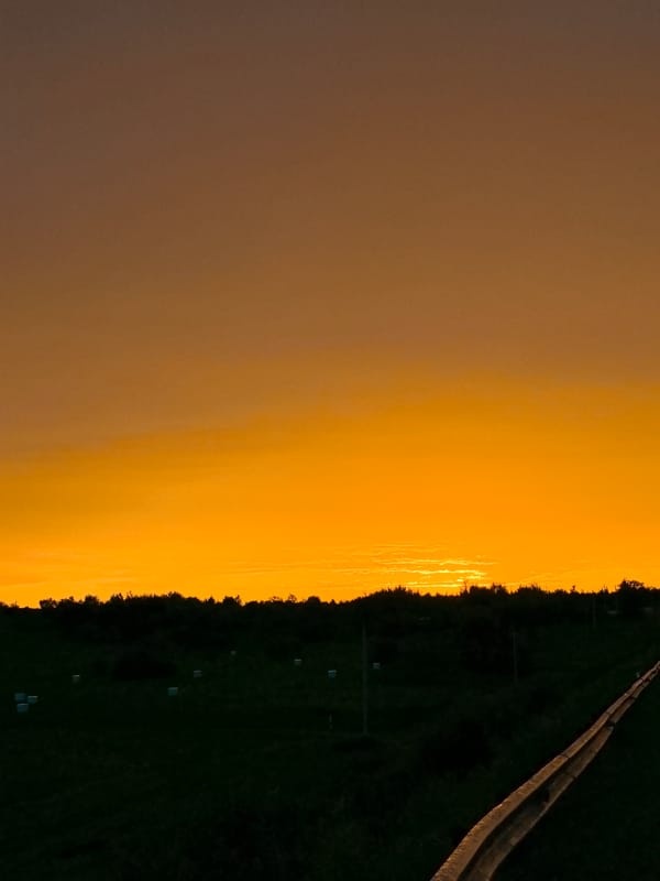 Sunset walk with a white dog near rural industrial outskirts