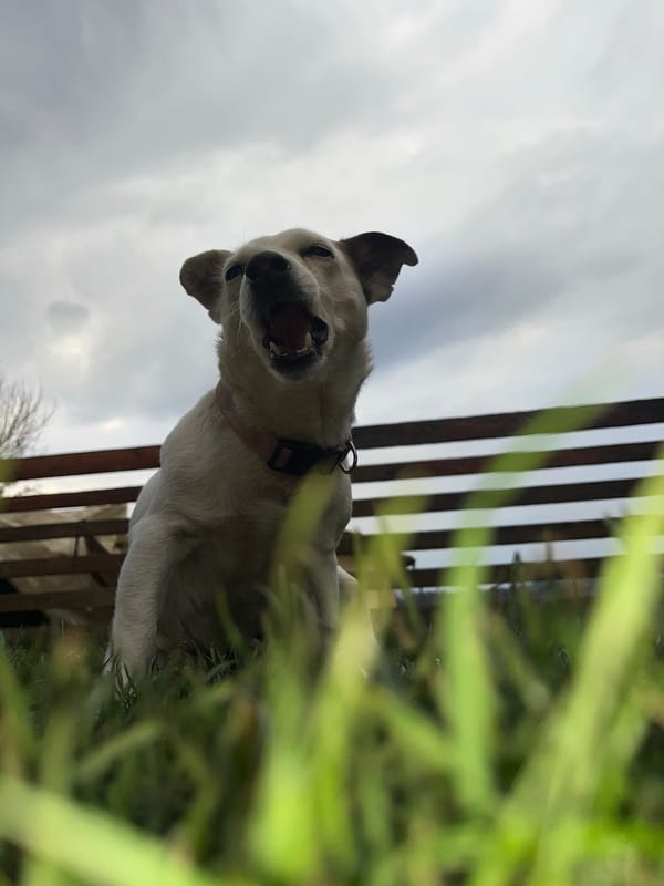 Light-colored dog photographed outdoors in Vladaya, Bulgaria