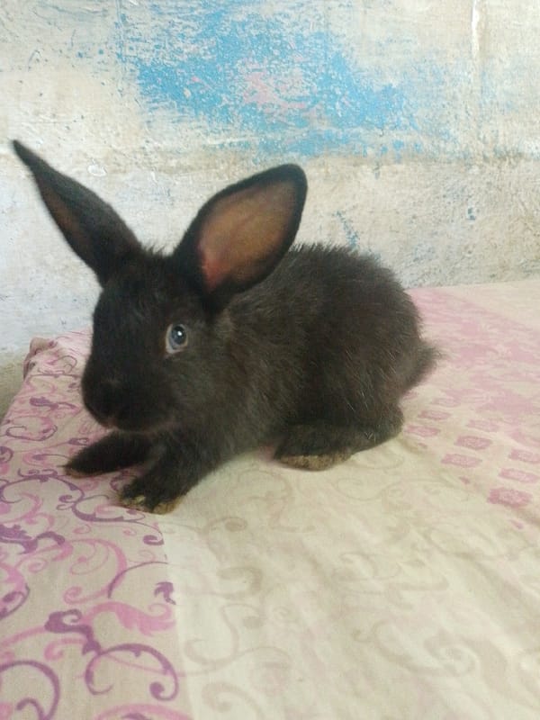 Daily life documented in Juan Griego: animals, plants, drawings