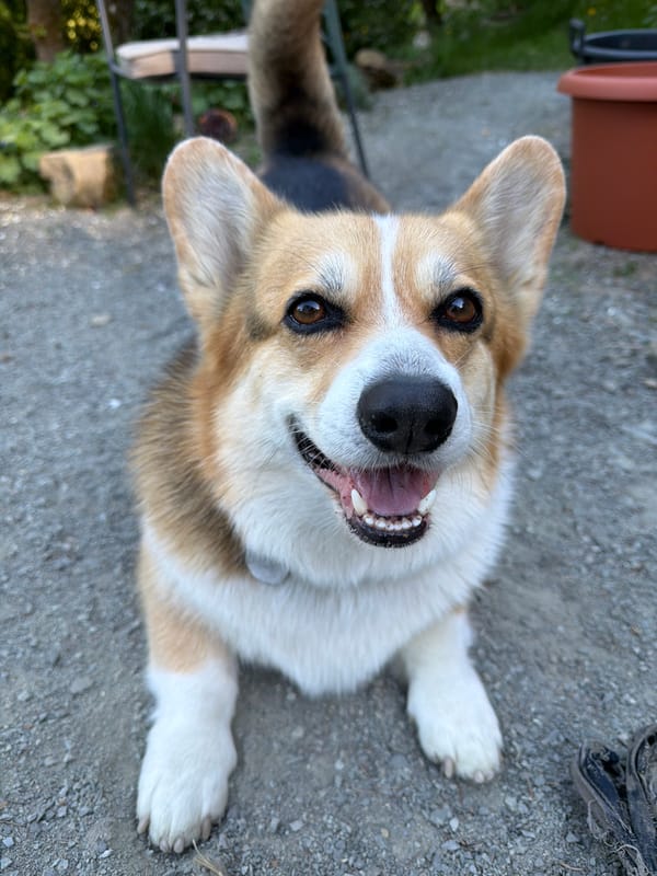 Person enjoys afternoon drink with Corgi in German garden