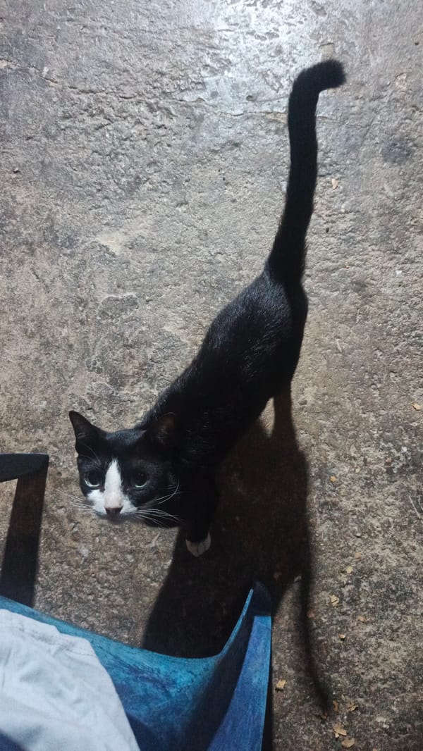 Black and white cat spotted on concrete in Venezuela