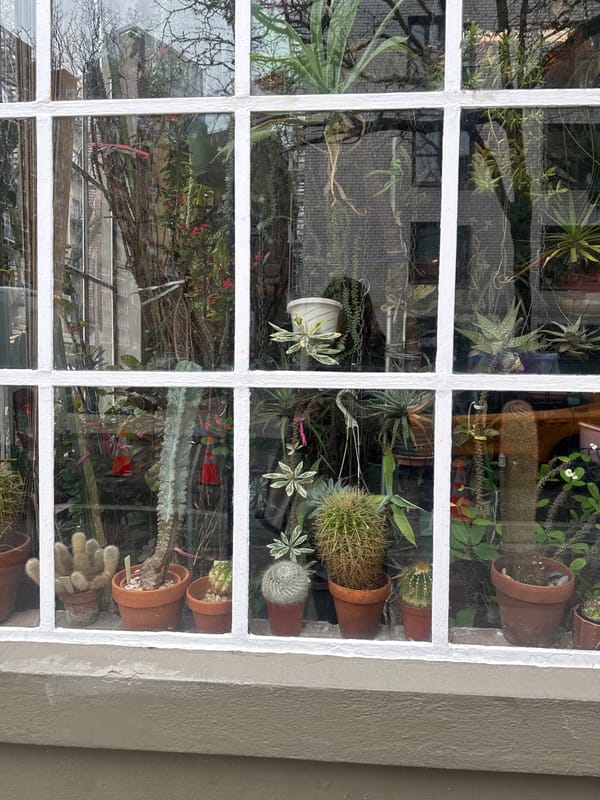 NYC street scenes: plants, murals, newspapers, signage documented
