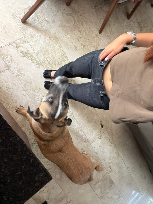 Evening Netflix browsing session with dog in Santa Clara Ocoyucan
